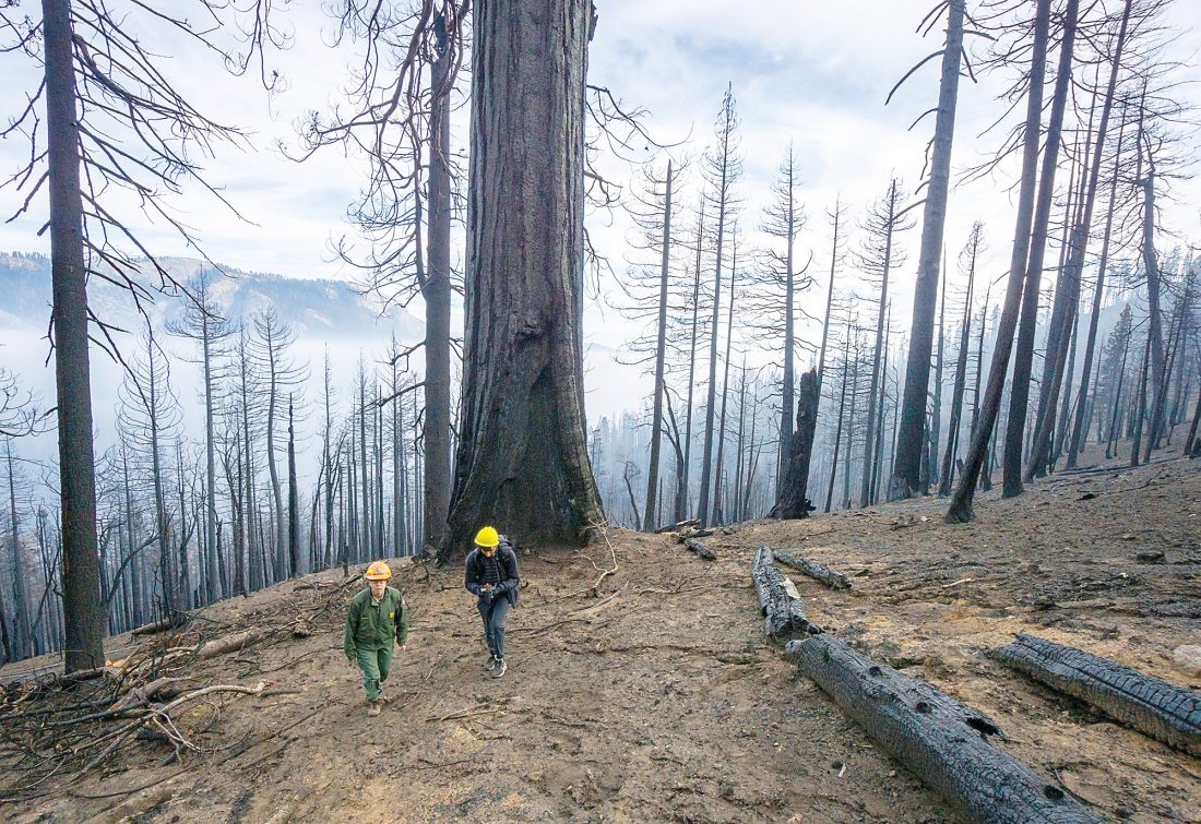 Giant sequoia trees torched by fires News, Sports, Jobs Altoona Mirror